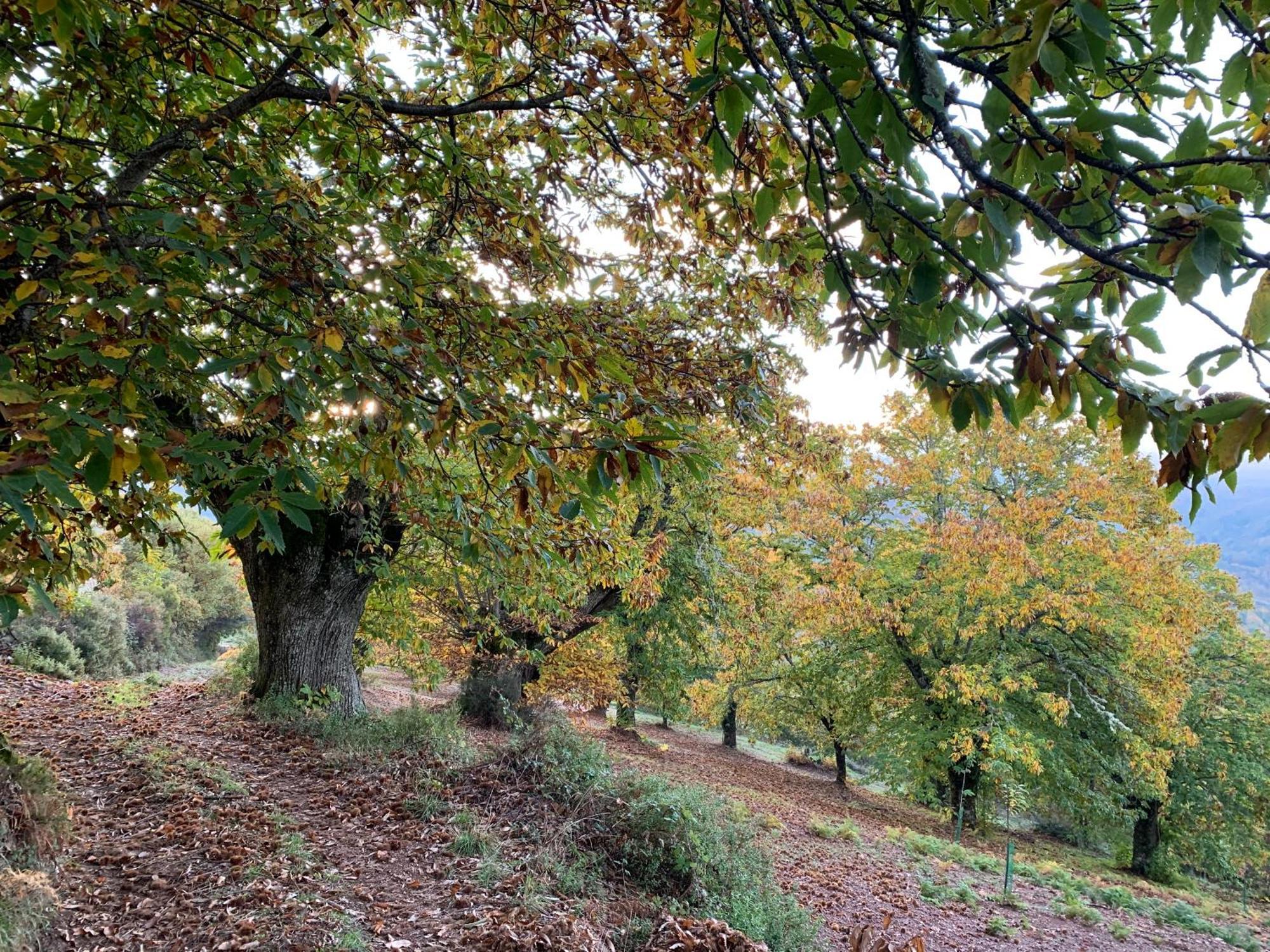 Casa Do Souto - Nature & Experiences - Turismo Rural Bragança Εξωτερικό φωτογραφία